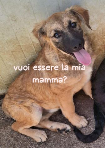 ORSETTA 4 MESI TAGLIA MEDIA IN CANILE