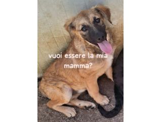 ORSETTA 4 MESI TAGLIA MEDIA IN CANILE