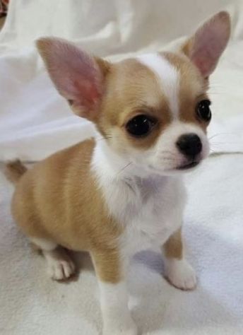 CUCCIOLI DI CHIHUAHUA DISPONIBILI