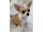 CUCCIOLI DI CHIHUAHUA DISPONIBILI