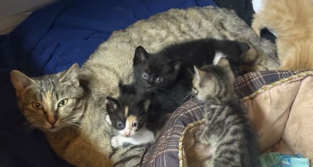 Regalo gattini di due mesi - Foto 2