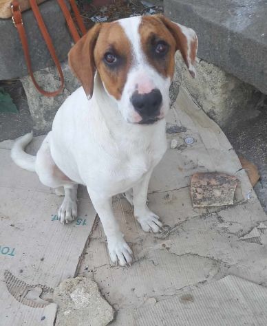 buonissimo cagnolino in regalo in tutta italia - Foto 2