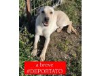 CARLOS SIMIL LABRADOR IN MINIATURA CUCCIOLO IN ADOZIONE