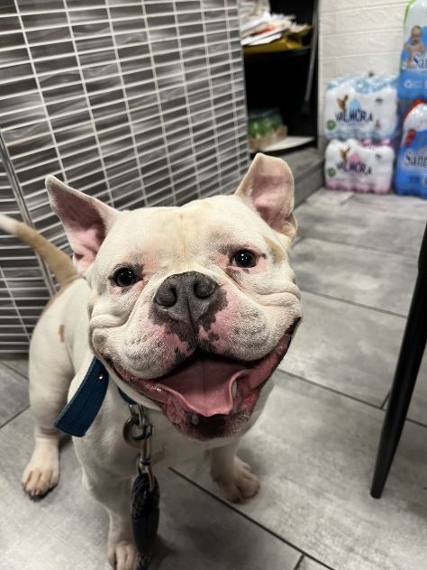 Dogsitter
