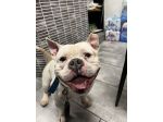 Dogsitter