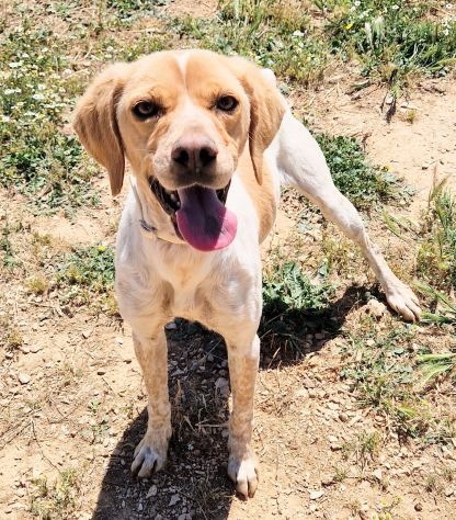 BRENDA DOLCEZZA ALLO STATO PURO...IN CANILE! - Foto 6