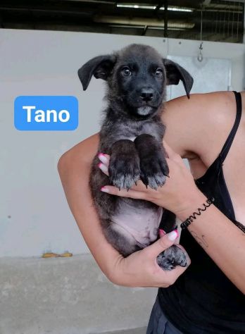 TANO, TURI, CETTA, MENA CUCCIOLI IN ADOZIONE - Foto 2