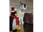 Tondo gattino