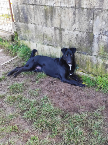CANE IN ADOZIONE: ARON - Foto 6