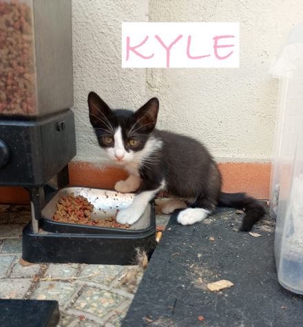 GATTINI DI 2 MESI - Foto 3