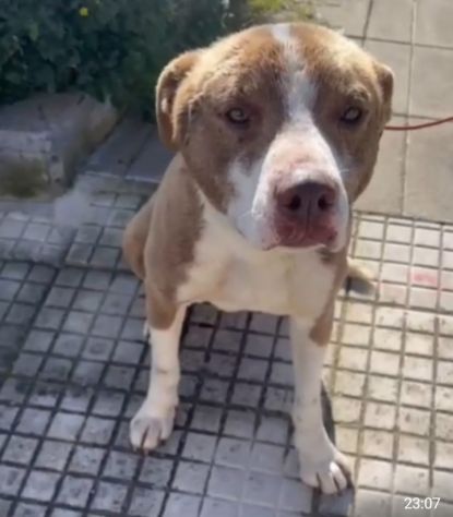 Ciro mix Amstaff 9mesi trovato legato SICILIA SOS CASA - Foto 5