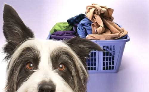 Lavaggio coperte , capi per animali - Foto 2
