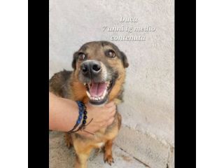 UN'OPPORTUNITA' PER QUESTE ANIME LOKY,  DUCA, NELLO CANI IN ADOZIONE