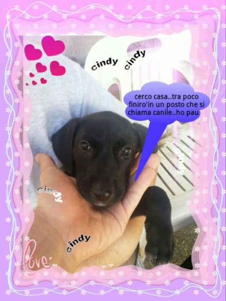 Cani urgentissimi II - Foto 3
