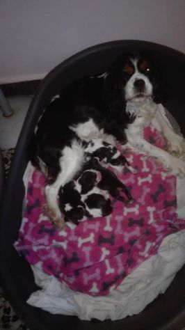 CUCCIOLI DI CAVALIER KING DA PRIVATO - Foto 2