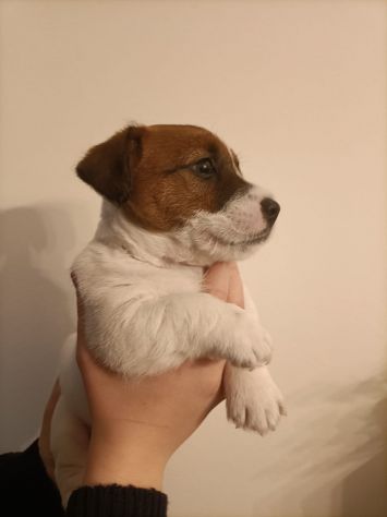 Broken Jack Russell Terrier - Foto 2