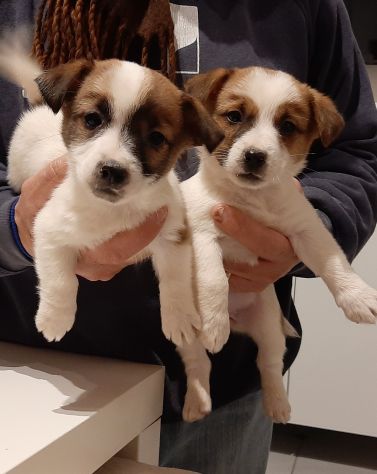 Cuccioli di Jack Russell con pedigree