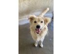 RUNNER cerca casa CANE IN ADOZIONE