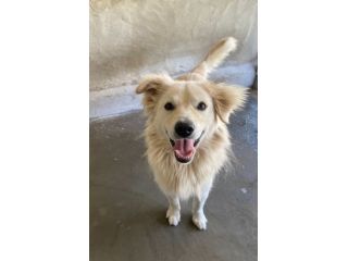 RUNNER cerca casa CANE IN ADOZIONE