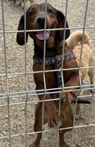 NOXY, piccola DACHSBRACKE super coccolona! - Foto 6
