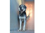 Seth bellissimo cucciolone in canile. In adozione