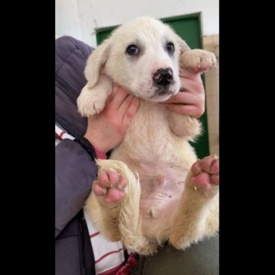 CUCCIOLI IN ADOZIONE - Foto 2