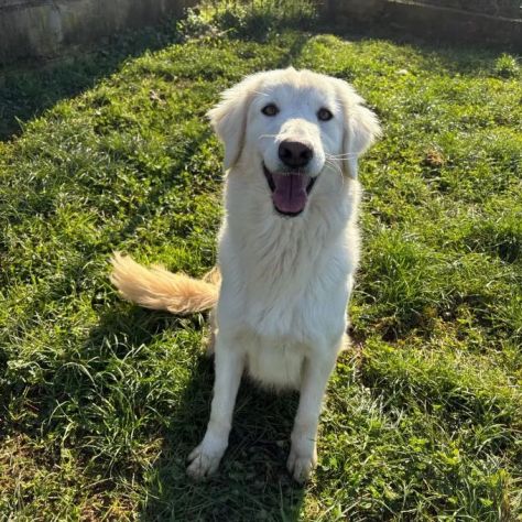 NINFA, meravigliosa tenerezza, cagnolina in adozione, tg media. - Foto 9
