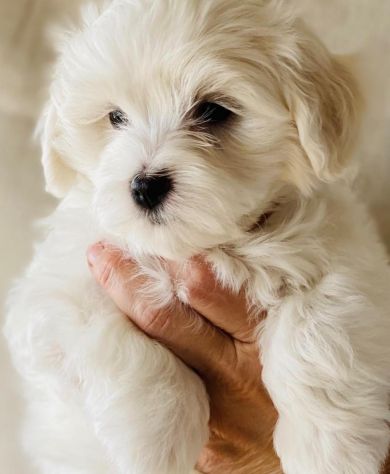 maltese cuccioli toy