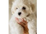 maltese cuccioli toy