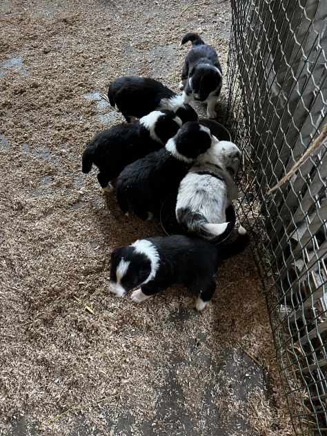 Cuccioli di Border - Foto 5