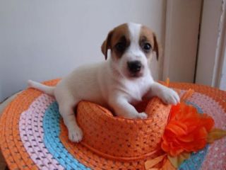 Jack Russell Terrier femminucce pelo liscio e broken