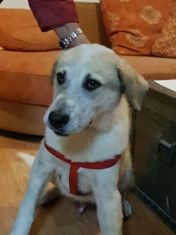 MANNY, splendido cucciolone - Foto 3
