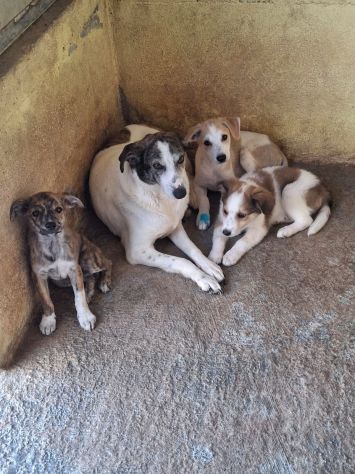 CUCCIOLI 3 MESI - Foto 10