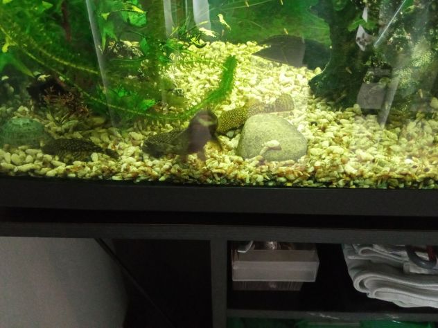 VENDO Pesci pulitore Ancistrus - Ancostrus - Hipostomus - Foto 9
