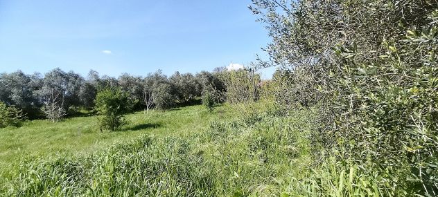 Laurentina - Monte Migliore 2 terreni (Edificabile e agricolo). Imperdibili !!! - Foto 4