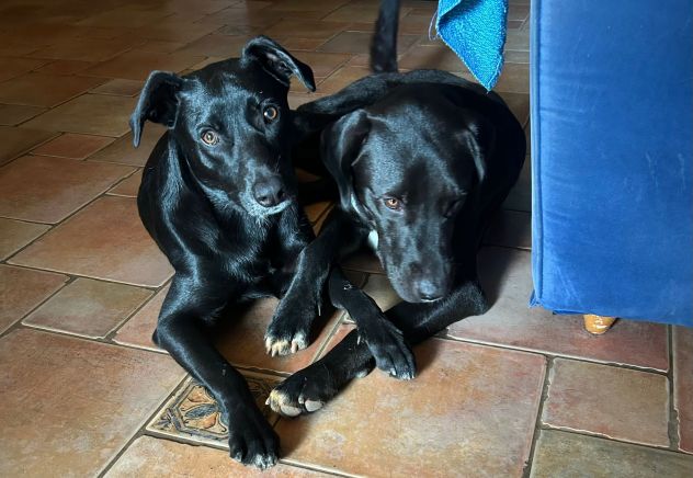 PLUTO, 2 ANNI, ROSARIO, 11 MESI, TAGLIA MEDIO CONTENUTA CERCANO CASA! - Foto 2