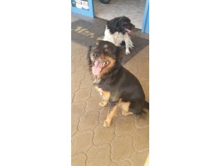 BEN, buonissimo cagnolino