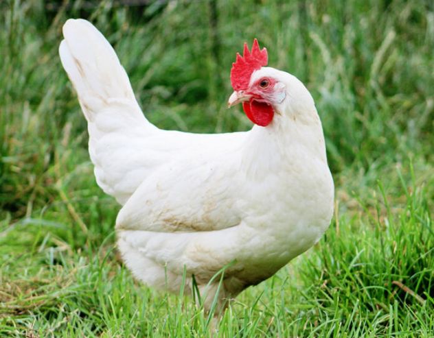 Galline ornamentali, Galli, pulcini e uova feconde. - Foto 4