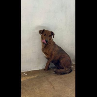 HOLLANDE, SPAVENTATA DAL CANILE CAGNOLINA IN ADOZIONE - Foto 3