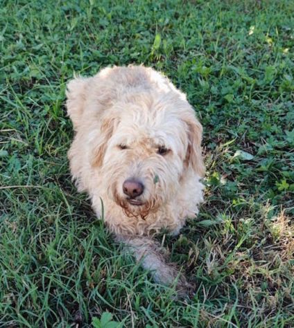Trullo lagotto - Foto 7