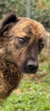 TOBY un mondo da scoprire, CANE IN ADOZIONE - Foto 8