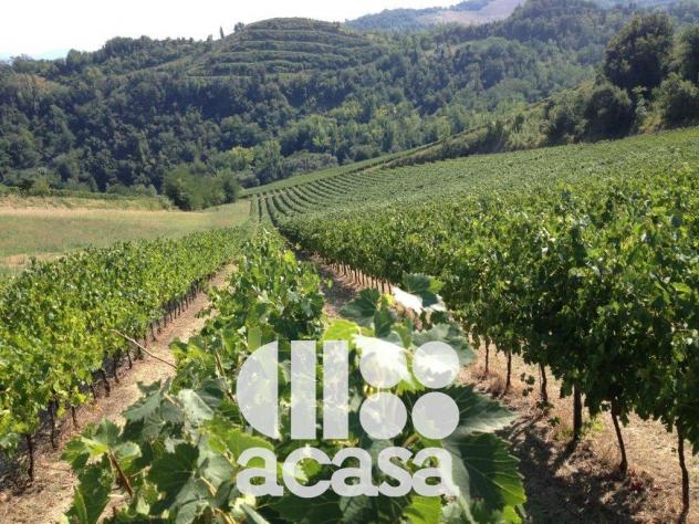 AZIENDA AGRICOLA SAN CARLO - Foto 2