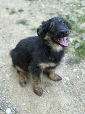 VANA, cucciola coccolosissima! TG MEDIO PICCOLA - Foto 3