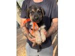 Regalo cuccioli