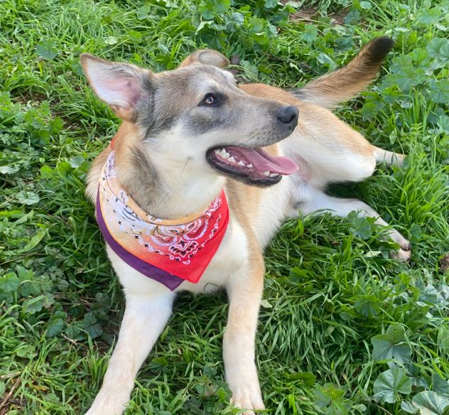 Teseo, un cucciolo che sta crescendo in canile - Foto 3