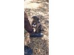 Allevamento e Cuccioli Amstaff Blu in Puglia e in Italia