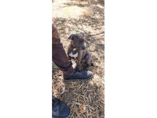 Allevamento e Cuccioli Amstaff Blu in Puglia e in Italia