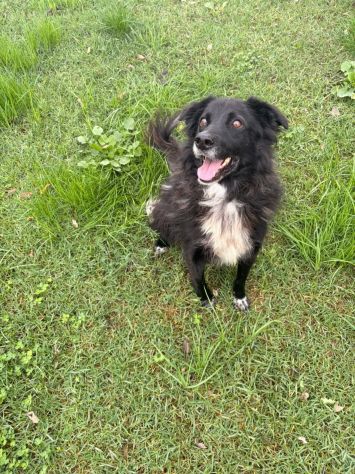 JACK dolcissimo e socievolissimo CAGNOLINO IN ADOZIONE - Foto 5