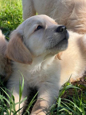 GOLDEN RETRIEVER CUCCIOLI COLOR CREMA - Foto 3
