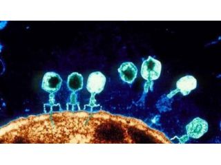 Lezioni di Biologia e Genetica a studenti delle scuole superiori e universitari